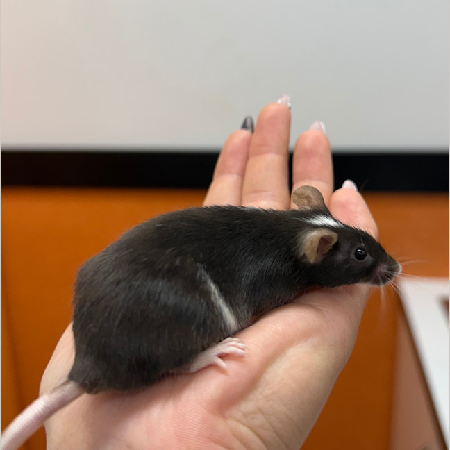Photo of Vanilla