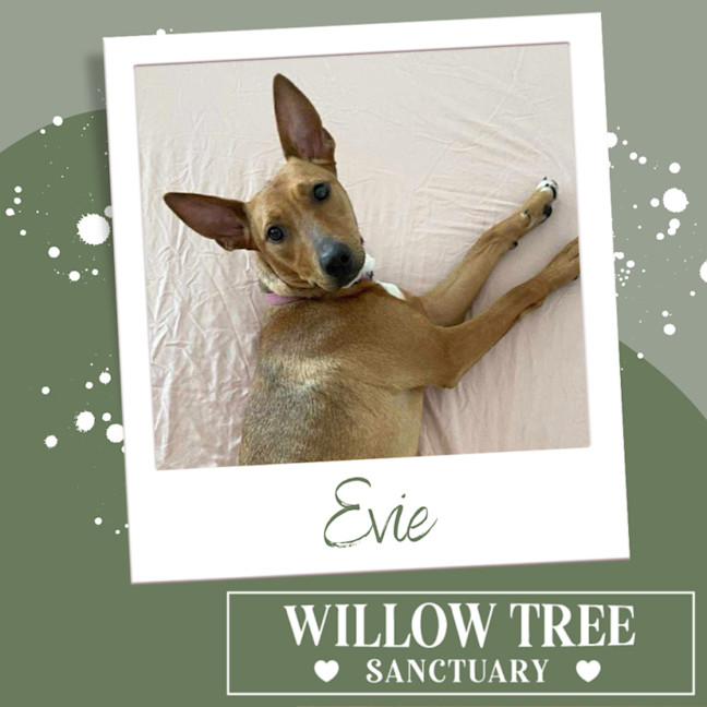 Photo of Evie