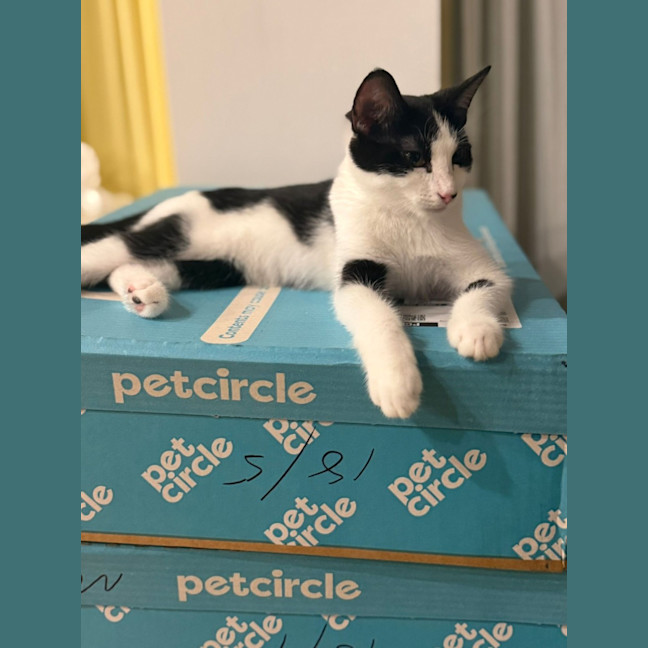 Photo of Oreo