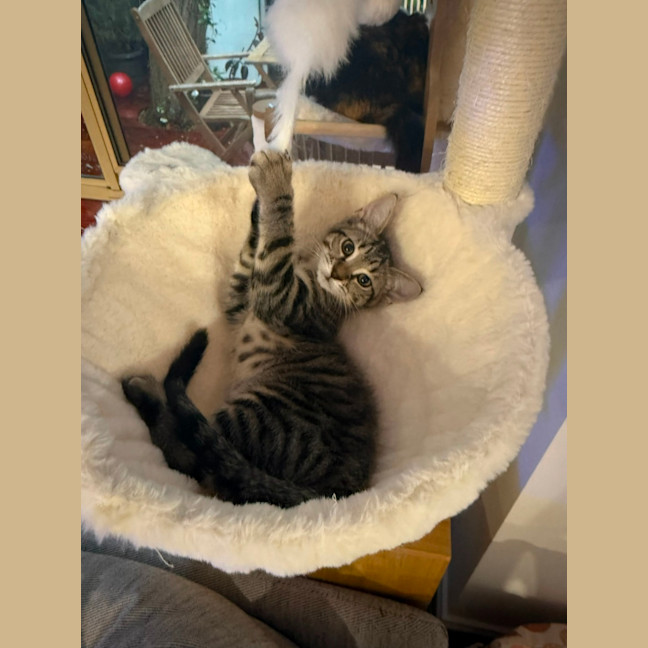 Photo of Stella