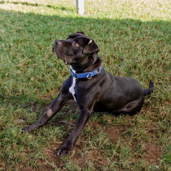 Photo of Chester