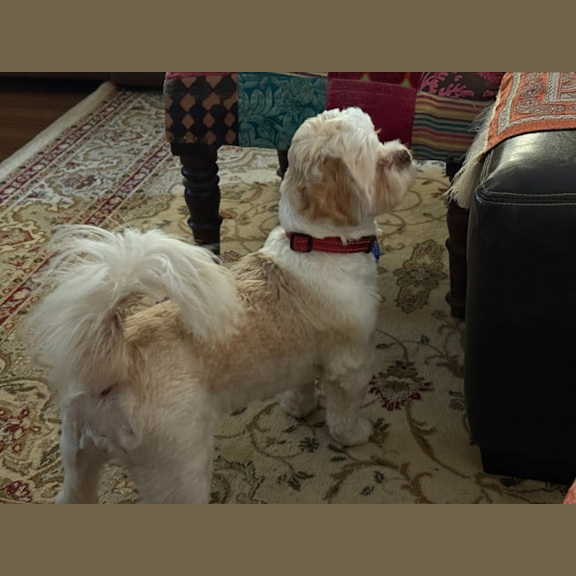 Photo of Brandy   1 Year Old Shih Tzu X