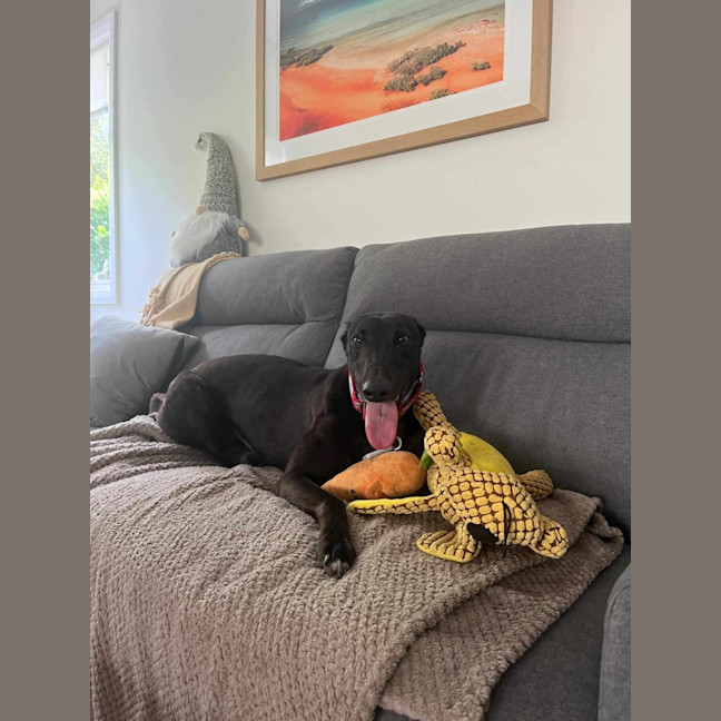 Photo of Clover, The Cat Friendly Greyhound