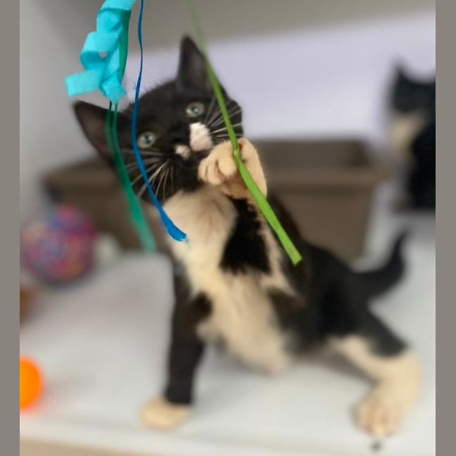 Photo of Shanti (9965)