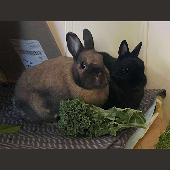 Photo of Ollie / Alice