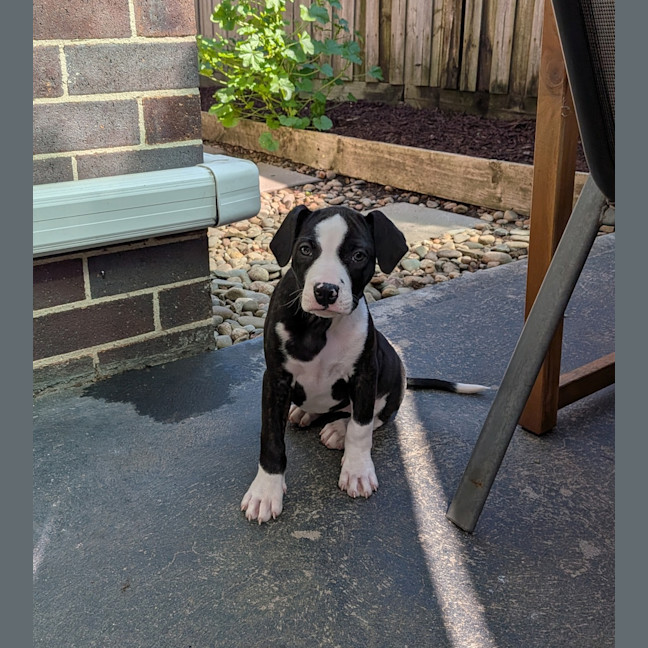 Photo of Lyra