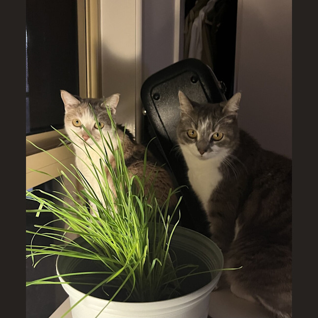 Photo of Nutmeg