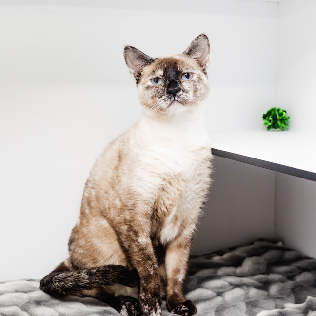 Photo of Priscilla 