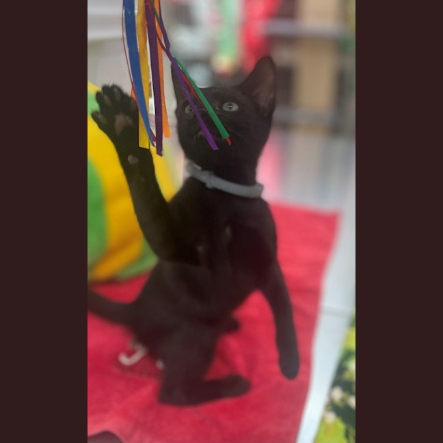 Photo of Prancer (8909)