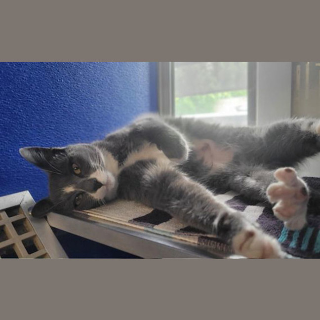 Photo of Purrsephone