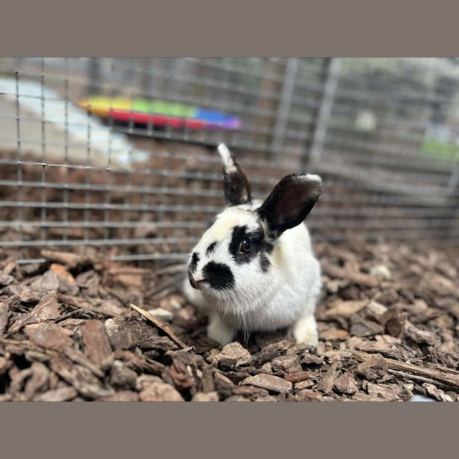 Photo of Jingle