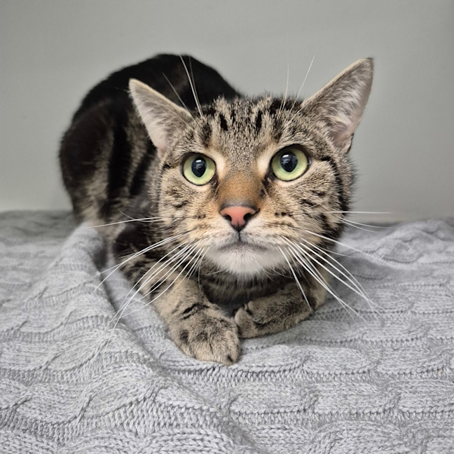 Photo of Ollie 