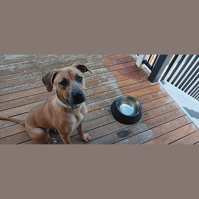 Photo of Harley