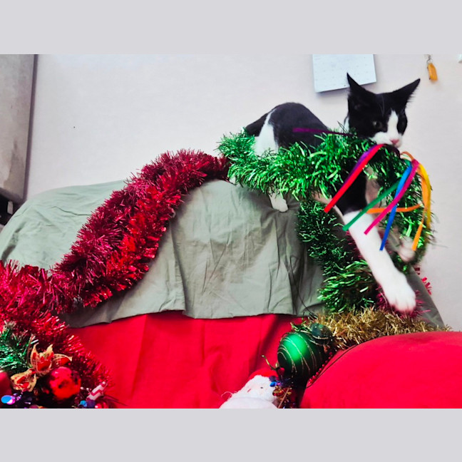 Photo of Bromley (9081)