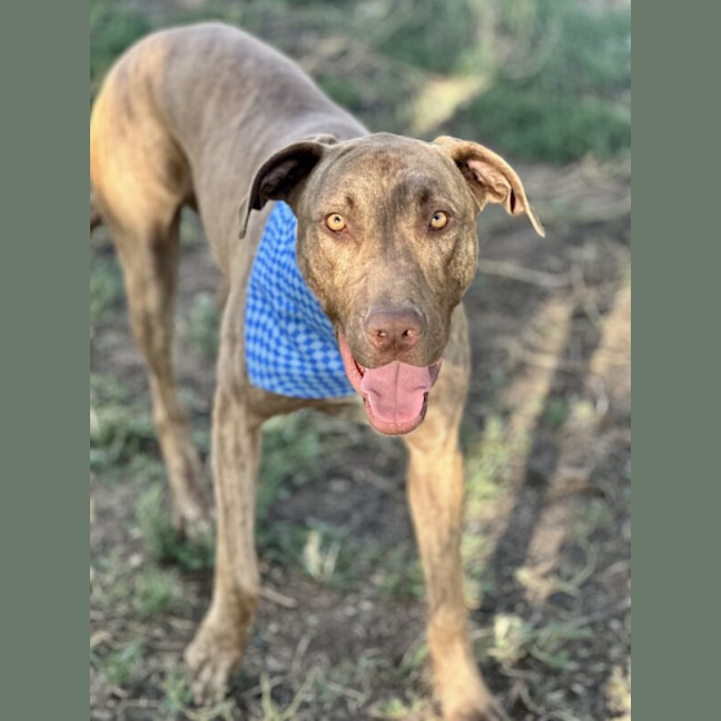 Photo of Scooby