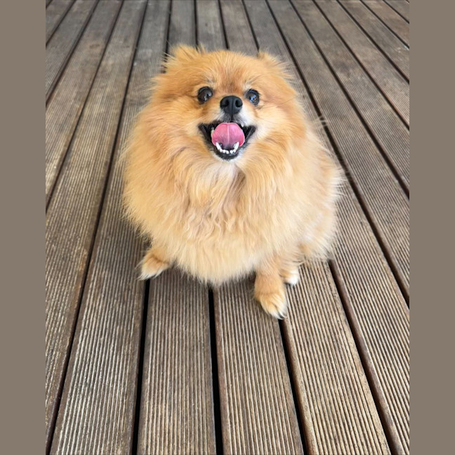 Photo of Pinky