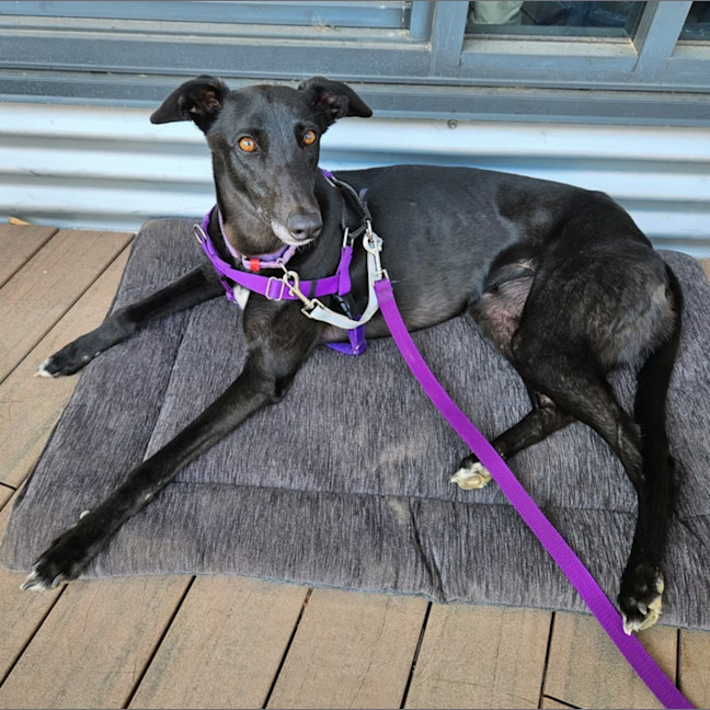 Photo of Luna