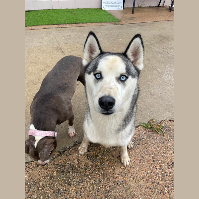 Photo of Cheeko