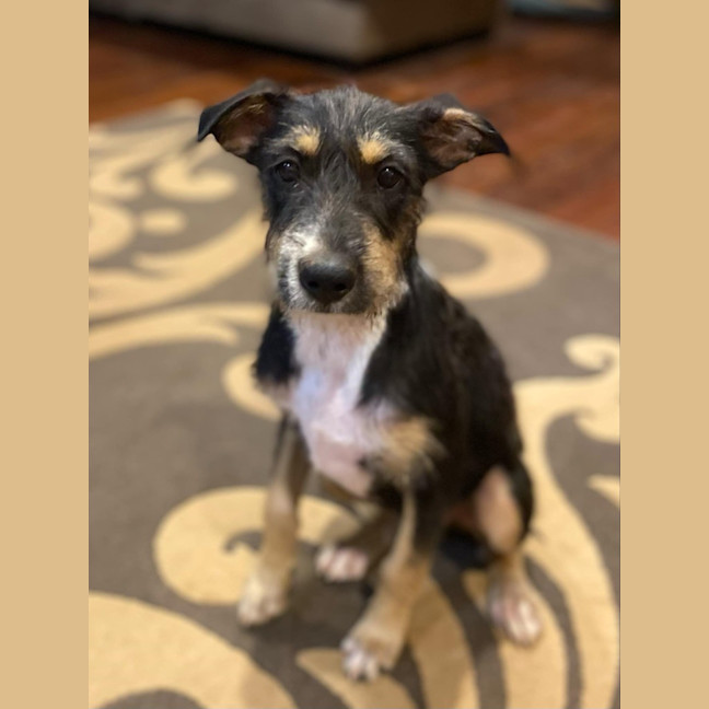 Photo of Heddie (Bonnie)