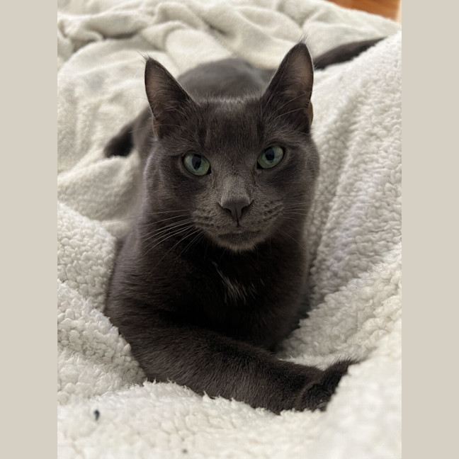 Photo of Ash (Bonded To Lyra)