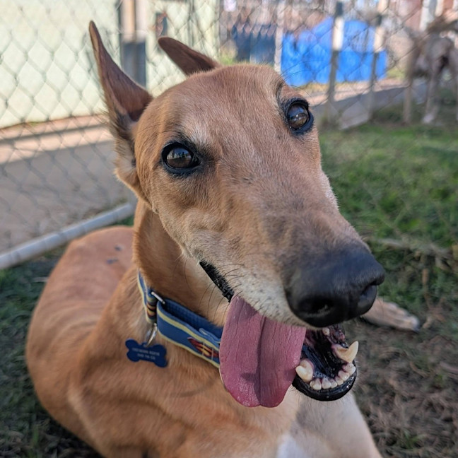 Photo of Danger Mouse The Greyhound