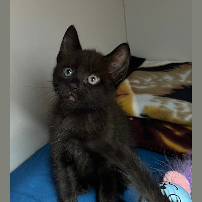 Photo of Willow