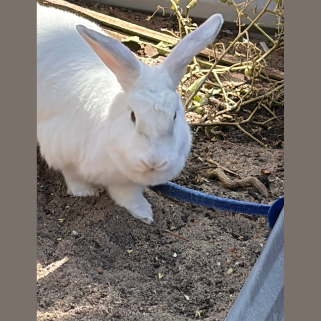 Photo of Gypsy