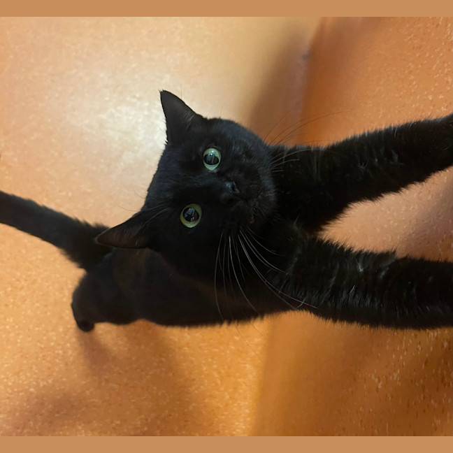 Photo of Samson