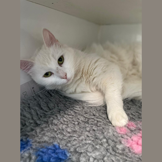 Photo of Marshmallow