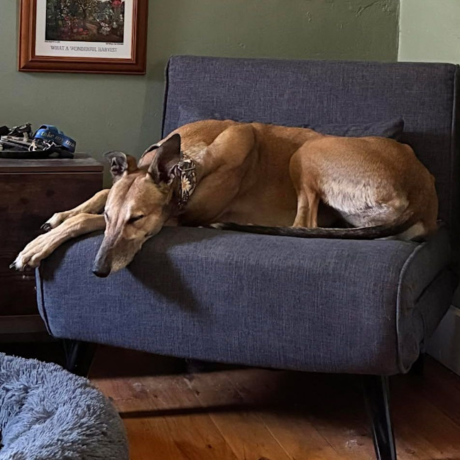 Photo of Persimmon