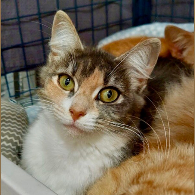 Photo of Muffin