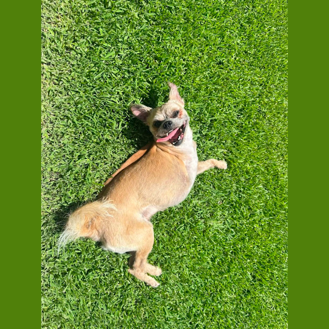 Photo of Otis   7 Year Old Brussels Griffon