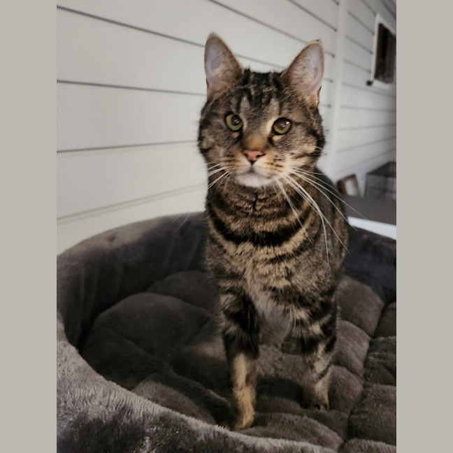 Photo of Dusty