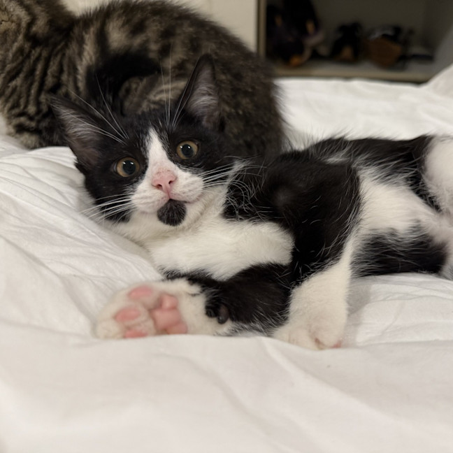 Photo of Tilly