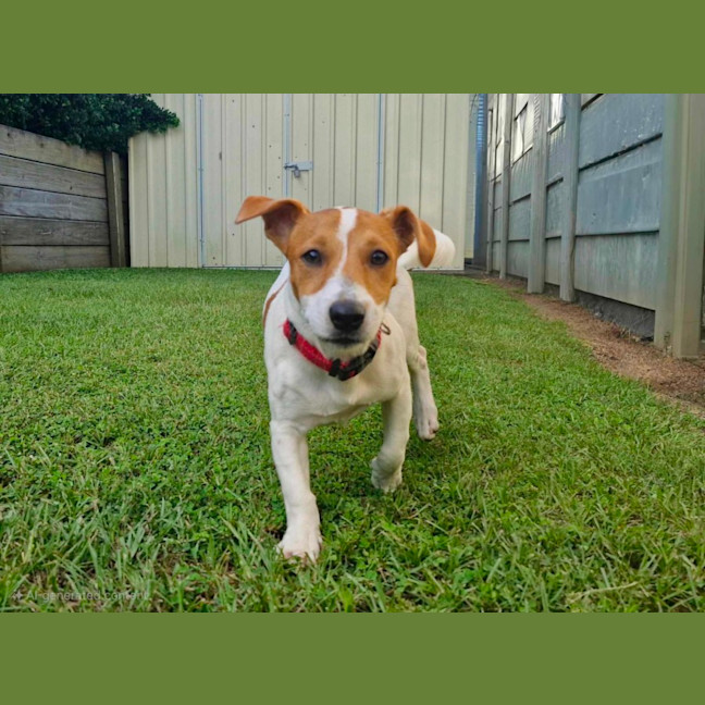 Photo of Milo