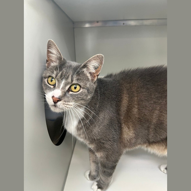 Photo of Zephyr (Bonded To Billie)
