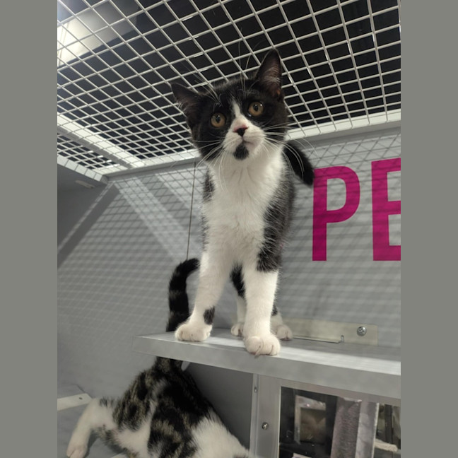 Photo of Artemis 
