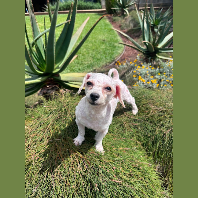 Photo of Dolly