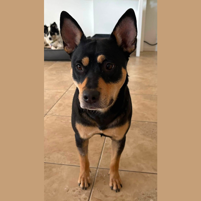 Photo of Tilly