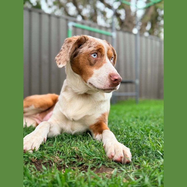 Photo of Nova