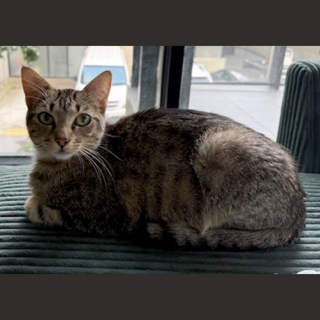 Photo of Turbo Snail