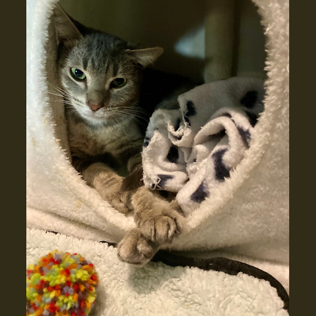 Photo of Zelda