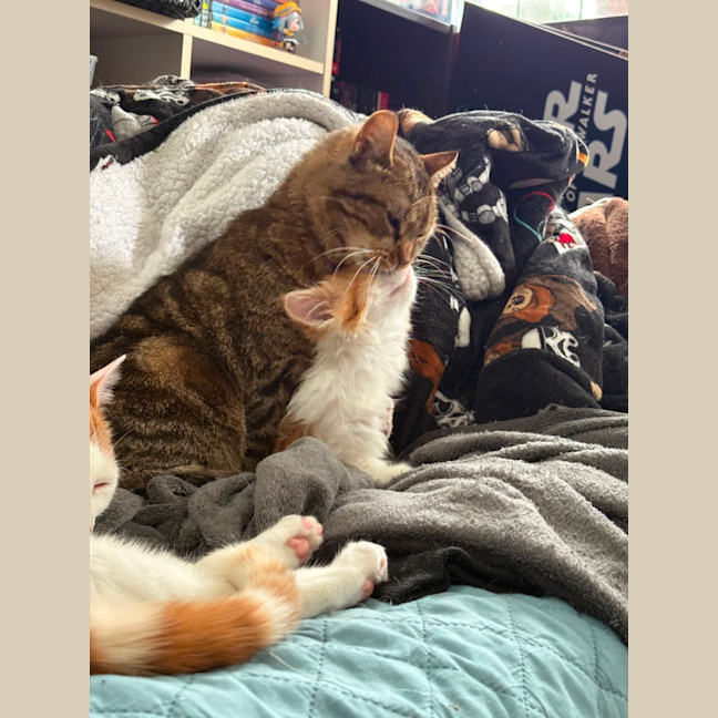 Photo of Eskel **2nd Chance Cat Rescue**