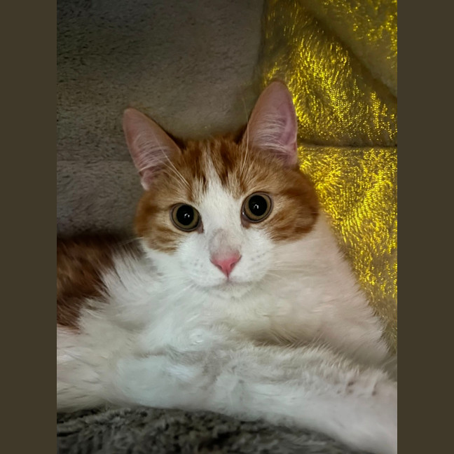 Photo of Thorpie