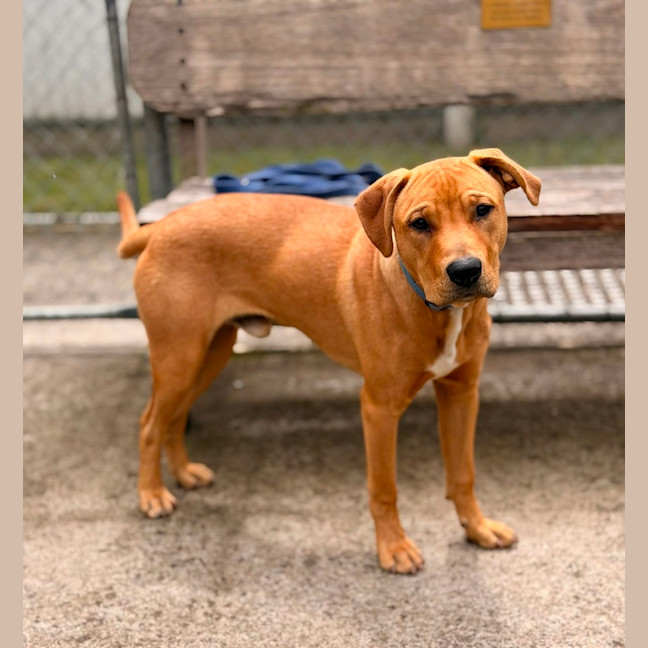 Photo of Cooper