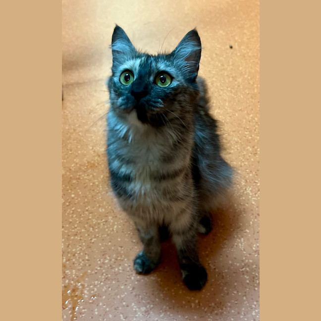 Photo of Clover