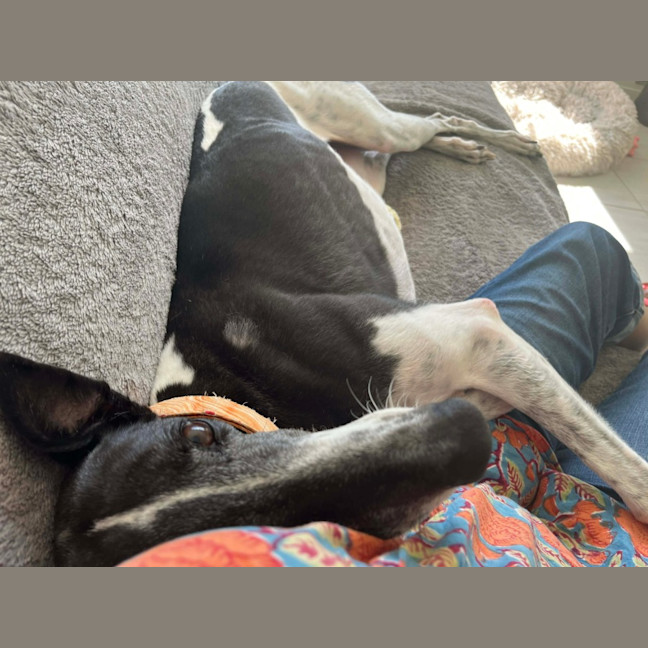 Photo of Luka, The Greyhound 