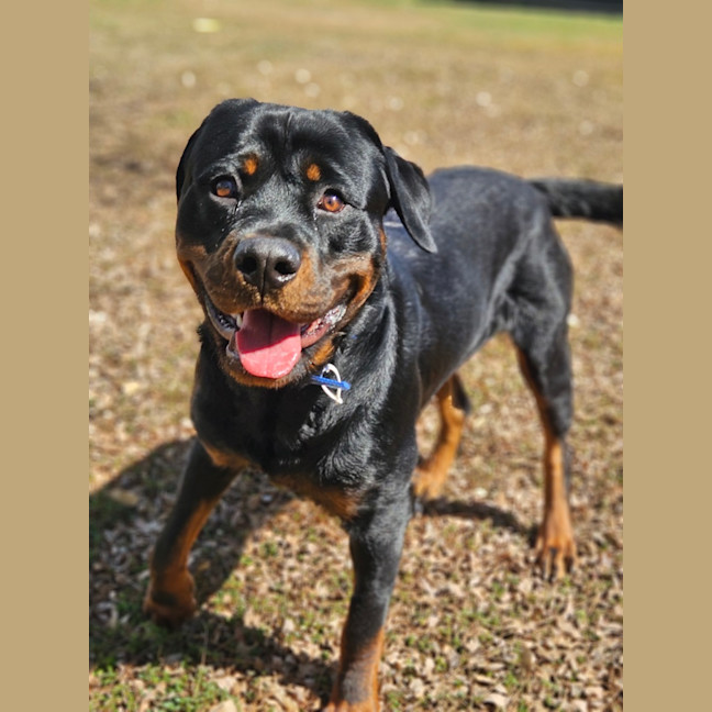 Photo of Bongo