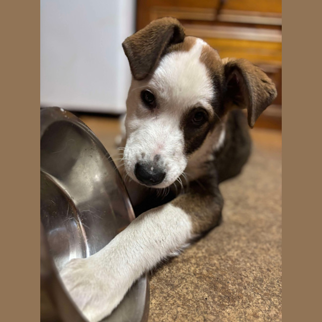 Photo of Honey