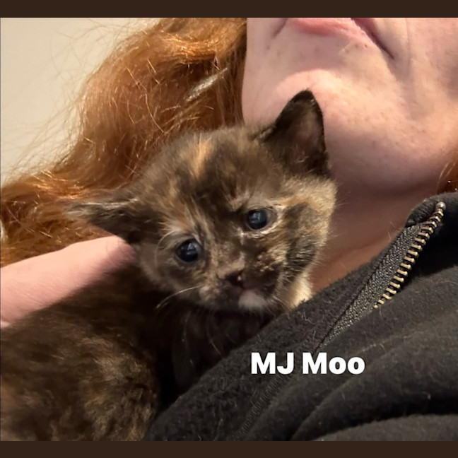 Photo of Mj Moo